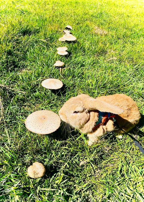 待望の晴れ晴れ☀️おじおばうさキャン△ in 阿武川温泉公園キャンプ場 〜 CAMP NO.155 萩阿武川温泉公園(キャンプ可) ファミリーキャンプ グループキャンプ フリーサイト おじキャン△さんのキャンプブログ CAMPiii(キャンピー) -キャンプ専用SNS キャンプのすべてがここに集まる-