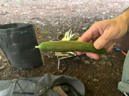 夏休みキャンプ1回目 PICA表富士 ソロキャンプ フリーサイト まっつんさんのキャンプブログ CAMPiii(キャンピー) -キャンプ専用SNS キャンプのすべてがここに集まる-