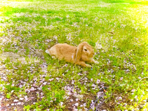 リベンジお花見🌸 & 新幕お試しおじうさキャン△ in 阿武川温泉公園 〜 CAMP NO.183 萩阿武川温泉公園（キャンプ可） ソロキャンプ ファミリーキャンプ フリーサイト おじキャン△さんのキャンプブログ CAMPiii（キャンピー） -キャンプ専用SNS キャンプのすべてがここに集まる-