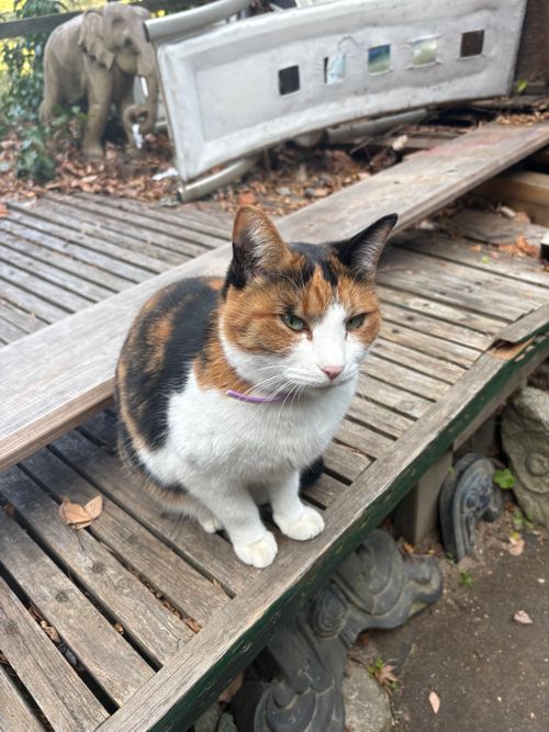 第92話　尾道ラーメンからの観光しながら島根に向かうー　話数的には92話なんだけど、これが100記事目になるのだー 平田森林公園キャンプ場 ソロキャンプ フリーサイト ちろ犬さんのキャンプブログ CAMPiii（キャンピー） -キャンプ専用SNS キャンプのすべてがここに集まる-