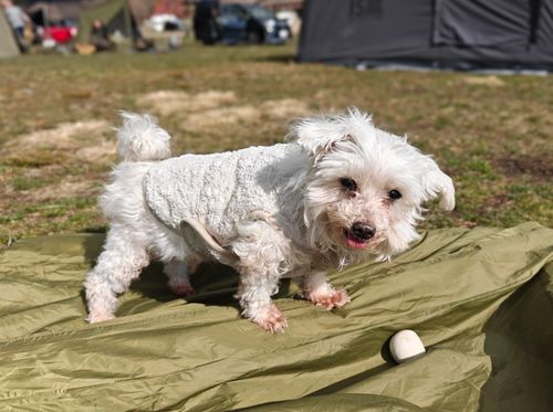 1年ぶりの、カレーの日 ふもとっぱらキャンプ場 ソロキャンプ グループキャンプ フリーサイト ぞのさんさんのキャンプブログ CAMPiii（キャンピー） -キャンプ専用SNS キャンプのすべてがここに集まる-