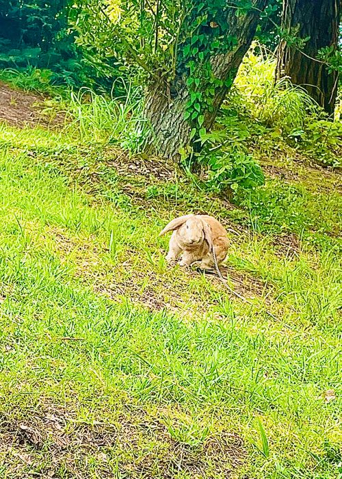 天気予報とのにらめっこに大勝利した?初の大分県おじうさキャン△ in 長崎鼻リゾートキャンプ場 〜 CAMP NO.152 長崎鼻リゾートキャンプ場 ソロキャンプ ファミリーキャンプ 区画サイト おじキャン△さんのキャンプブログ CAMPiii(キャンピー) -キャンプ専用SNS キャンプのすべてがここに集まる-