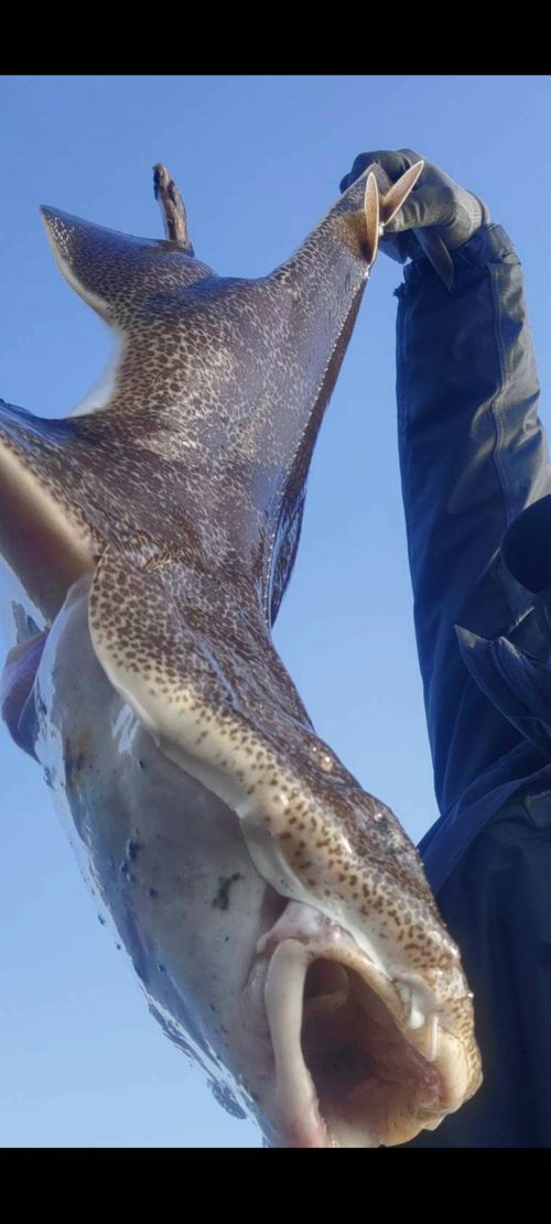 海岸巡り🎣キャンプ Beach Camp九十九里 ファミリーキャンプ オートサイト 区画サイト 夢見るクマさんのキャンプブログ CAMPiii（キャンピー） -キャンプ専用SNS キャンプのすべてがここに集まる-