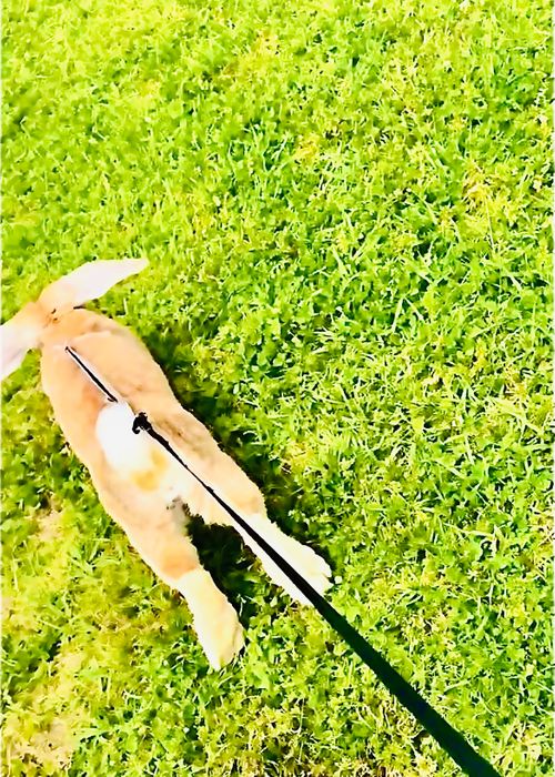 リベンジしなきゃ&hellip;やめられない、止まらない💦悪天候キャンパー天候(転向？)おじうさキャン△ in ゆうゆう広場 〜 CAMP NO.188 ゆうゆう広場 ソロキャンプ ファミリーキャンプ 区画サイト フリーサイト おじキャン△さんのキャンプブログ CAMPiii（キャンピー） -キャンプ専用SNS キャンプのすべてがここに集まる-