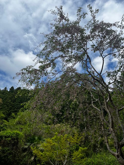 久しぶりのキャンプ ぼくのキャンプ場 グループキャンプ オートサイト RUGGED campさんのキャンプブログ CAMPiii（キャンピー） -キャンプ専用SNS キャンプのすべてがここに集まる-