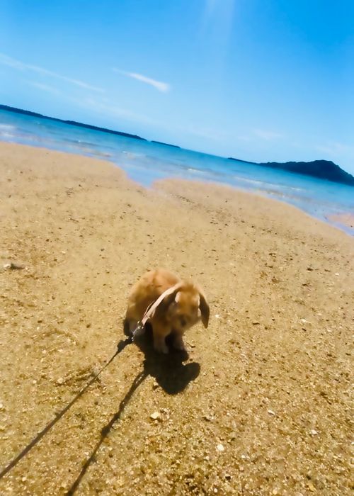 悪天候と身勝手キャンパーにストレス倍増おじおばうさキャン△ in 美濃ヶ浜海浜広場 〜 CAMP NO.186 美濃ケ浜海浜広場 ソロキャンプ ファミリーキャンプ グループキャンプ フリーサイト おじキャン△さんのキャンプブログ CAMPiii（キャンピー） -キャンプ専用SNS キャンプのすべてがここに集まる-