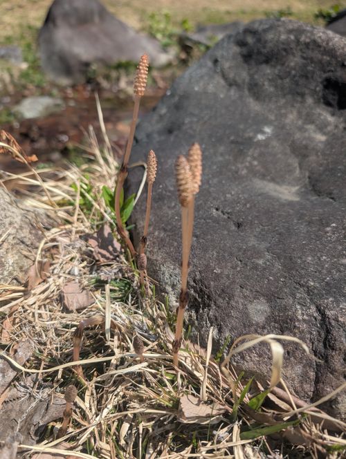 春キャンプ ワイルドフィールズおじか おうこさんのキャンプブログ CAMPiii（キャンピー） -キャンプ専用SNS キャンプのすべてがここに集まる-