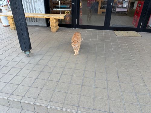 つくば山キャンプ！ 石岡市つくばねオートキャンプ場 ファミリーキャンプ オートサイト ぺちゃさんのキャンプブログ CAMPiii（キャンピー） -キャンプ専用SNS キャンプのすべてがここに集まる-