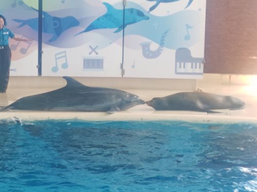 夏休み早よ終わらんかいねぇ&hellip; 片添ケ浜海浜公園 ファミリーキャンプ フリーサイト HARUMAGEDONさんのキャンプブログ CAMPiii（キャンピー） -キャンプ専用SNS キャンプのすべてがここに集まる-