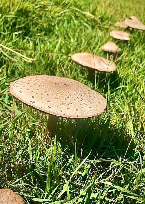 待望の晴れ晴れ☀️おじおばうさキャン△ in 阿武川温泉公園キャンプ場 〜 CAMP NO.155 萩阿武川温泉公園(キャンプ可) ファミリーキャンプ グループキャンプ フリーサイト おじキャン△さんのキャンプブログ CAMPiii(キャンピー) -キャンプ専用SNS キャンプのすべてがここに集まる-
