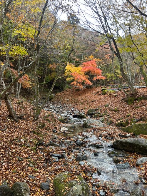 紅葉🍁キャンプ 山伏オートキャンプ場 ソロキャンプ グループキャンプ 区画サイト Genさんのキャンプブログ CAMPiii（キャンピー） -キャンプ専用SNS キャンプのすべてがここに集まる-