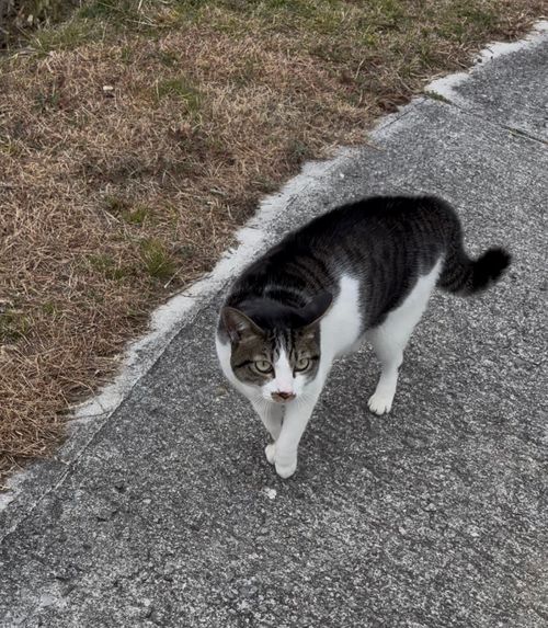 第90話　今回は岡山観光記事っす 弥高山公園キャンプ場 ソロキャンプ フリーサイト ちろ犬さんのキャンプブログ CAMPiii（キャンピー） -キャンプ専用SNS キャンプのすべてがここに集まる-