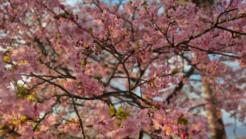 毎年恒例のグルキャン🏕️ 笠戸島家族旅行村 グループキャンプ Kurikko-tomoさんのキャンプブログ CAMPiii（キャンピー） -キャンプ専用SNS キャンプのすべてがここに集まる-
