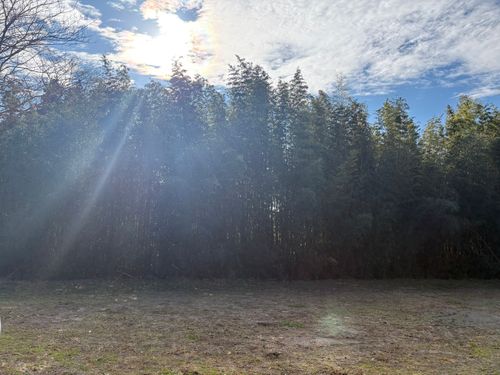 2025最後の旅する古本屋〜紫微輝く森の片隅で〜 紫星の森 ソロキャンプ フリーサイト ぱぱちょさんのキャンプブログ CAMPiii（キャンピー） -キャンプ専用SNS キャンプのすべてがここに集まる-