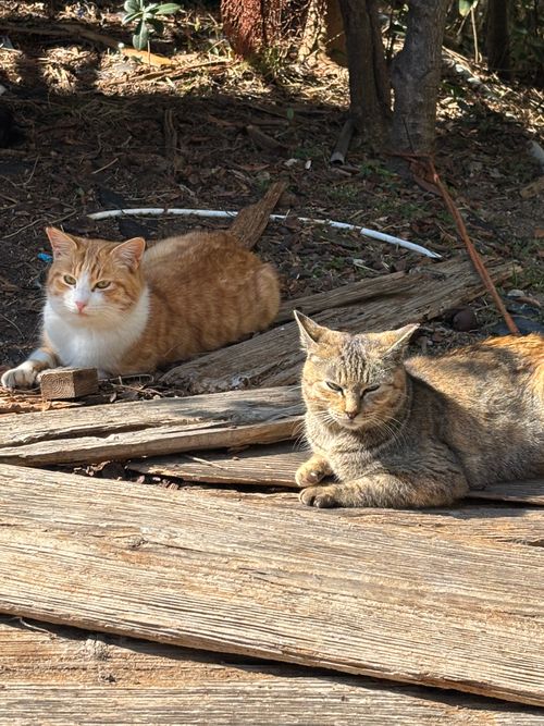 ２０回目のキャンプは🏕️ 淡路じゃのひれ オートキャンプ場 ファミリーキャンプ Kさんのキャンプブログ CAMPiii（キャンピー） -キャンプ専用SNS キャンプのすべてがここに集まる-