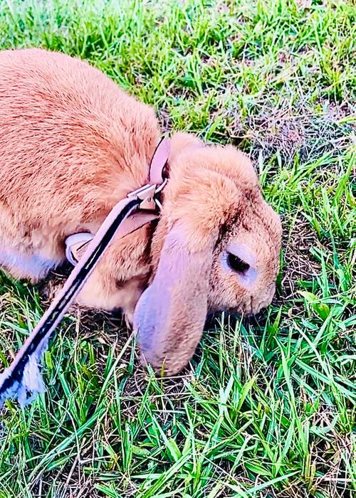 無理して出陣したイベント前日☔️雨降り前のおじ🐰キャン△ in ゆうゆう広場 〜 CAMP NO.215 ゆうゆう広場 ソロキャンプ ファミリーキャンプ 区画サイト フリーサイト おじキャン△さんのキャンプブログ CAMPiii（キャンピー） -キャンプ専用SNS キャンプのすべてがここに集まる-