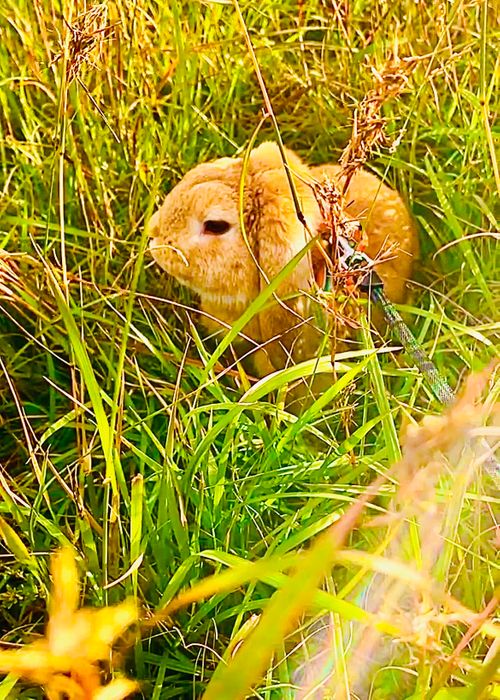 お初の長崎県⛺️絶景を求めおじうさキャン△ in 中瀬草原キャンプ場 〜 CAMP NO.162 中瀬草原キャンプ場 ソロキャンプ ファミリーキャンプ フリーサイト おじキャン△さんのキャンプブログ CAMPiii（キャンピー） -キャンプ専用SNS キャンプのすべてがここに集まる-