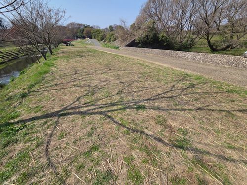 オッサン、清瀬に帰る 清瀬金山緑地公園 ソロキャンプ フリーサイト やんさんのキャンプブログ CAMPiii（キャンピー） -キャンプ専用SNS キャンプのすべてがここに集まる-