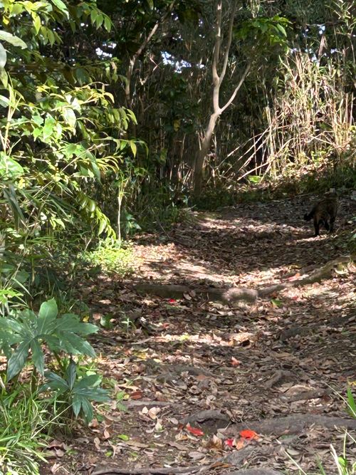 前日宅呑み中🍺思いたっての低山ハイク🥾 大楠山 ソロキャンプ Genさんのキャンプブログ CAMPiii（キャンピー） -キャンプ専用SNS キャンプのすべてがここに集まる-
