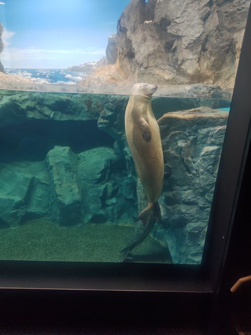 夏休み早よ終わらんかいねぇ&hellip; 片添ケ浜海浜公園 ファミリーキャンプ フリーサイト HARUMAGEDONさんのキャンプブログ CAMPiii（キャンピー） -キャンプ専用SNS キャンプのすべてがここに集まる-