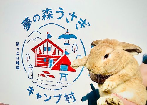 CAMPiii(キャンピー) おじキャン△さんのキャンプブログ 神在月に神の遣い《きなこ》と一緒に…出雲参拝おじおばうさキャン△ in 夢の森うさぎキャンプ場 〜 CAMP NO. うさぎ森林公園 夢の森うさぎ