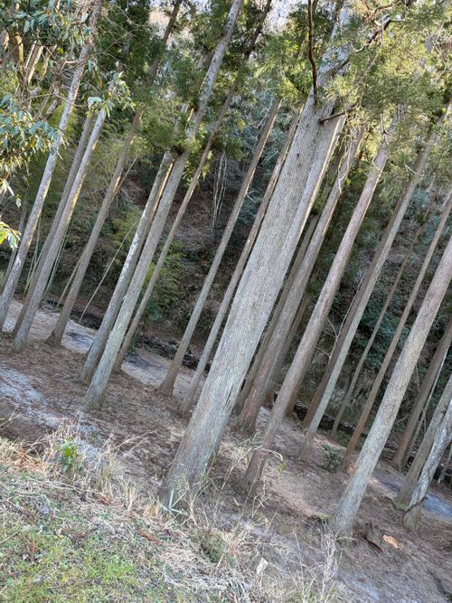 鶏と猫と面白い人@しげキャン しげキャン ソロキャンプ フリーサイト ぺちゃさんのキャンプブログ CAMPiii（キャンピー） -キャンプ専用SNS キャンプのすべてがここに集まる-