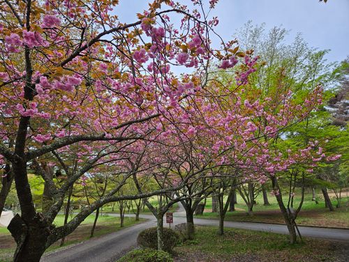 SBCMT009 神石高原 ティアガルテン グループキャンプ フリーサイト 三代目とっしぃさんのキャンプブログ CAMPiii（キャンピー） -キャンプ専用SNS キャンプのすべてがここに集まる-