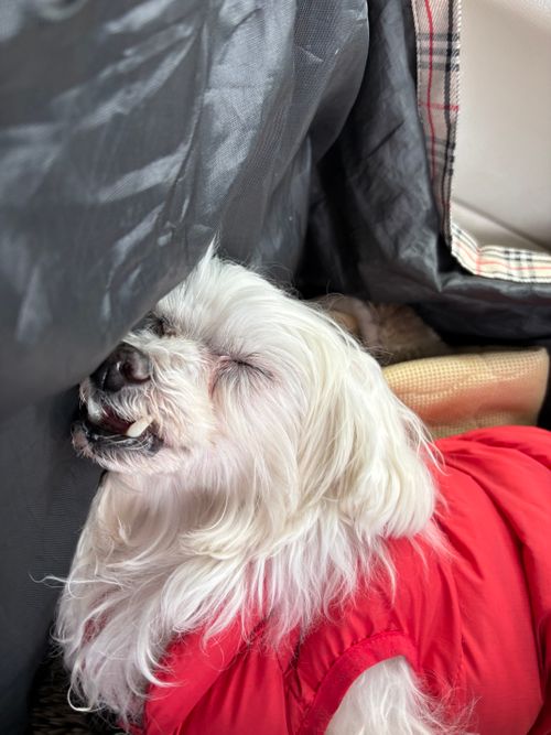 第92話　出雲は美味しい街だった！ 平田森林公園キャンプ場 ソロキャンプ フリーサイト ちろ犬さんのキャンプブログ CAMPiii（キャンピー） -キャンプ専用SNS キャンプのすべてがここに集まる-