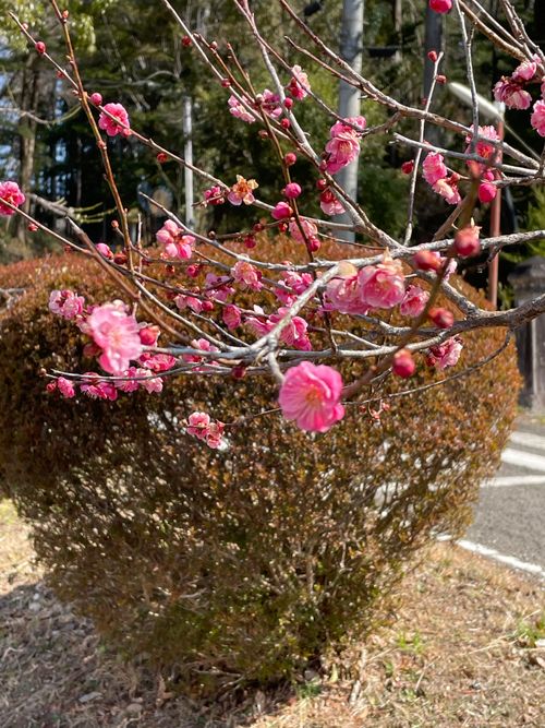 思い出した、、春キャンプは風との戦いだという事を 秋保森林スポーツ公園 ソロキャンプ 区画サイト ロコCamp0828さんのキャンプブログ CAMPiii（キャンピー） -キャンプ専用SNS キャンプのすべてがここに集まる-