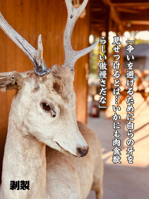 倍の映え映え避暑キャン鴨鹿星空駒出池! 駒出池キャンプ場 ファミリーキャンプ フリーサイト EJIさんのキャンプブログ CAMPiii(キャンピー) -キャンプ専用SNS キャンプのすべてがここに集まる-