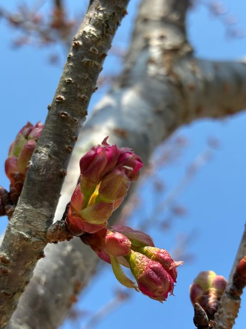 CAMPiii（キャンピー） わいげさんのキャンプブログ 2026年4回目、桜開花直前キャン🌸 憩いの森公園