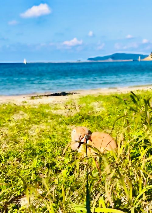 ちょっぴり寒くて予定外の？お籠りスタイルおじおばうさキャン△ in 阿川ほうせんぐり海浜公園 〜 CAMP NO.161 阿川ほうせんぐり海浜公園 ソロキャンプ ファミリーキャンプ グループキャンプ フリーサイト おじキャン△さんのキャンプブログ CAMPiii（キャンピー） -キャンプ専用SNS キャンプのすべてがここに集まる-