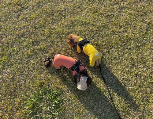 新人(犬)登場 ファミリーキャンプ 区画サイト 友希たろうさんのキャンプブログ CAMPiii(キャンピー) -キャンプ専用SNS キャンプのすべてがここに集まる-