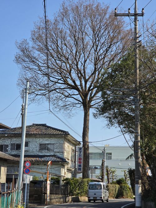 オッサン、清瀬に帰る 清瀬金山緑地公園 ソロキャンプ フリーサイト やんさんのキャンプブログ CAMPiii（キャンピー） -キャンプ専用SNS キャンプのすべてがここに集まる-