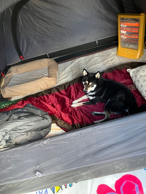 寒かったけど、その分富士山はキレイ！ PICA富士ぐりんぱ ソロキャンプ 区画サイト オートサイト アクセルさんのキャンプブログ CAMPiii（キャンピー） -キャンプ専用SNS キャンプのすべてがここに集まる-