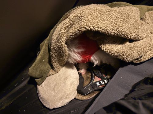 第91話　広島県は離島に行く！ Island Camp 百島 ソロキャンプ 区画サイト ちろ犬さんのキャンプブログ CAMPiii（キャンピー） -キャンプ専用SNS キャンプのすべてがここに集まる-