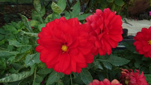 紅葉狩り 日光・まなかの森 キャンプ＆スパリゾート ソロキャンプ グループキャンプ 区画サイト まーささんのキャンプブログ CAMPiii（キャンピー） -キャンプ専用SNS キャンプのすべてがここに集まる-