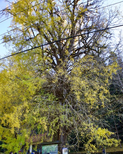 星空と寒さを楽しむ晩秋キャンプ 北房もみじ公園キャンプ場 ソロキャンプ フリーサイト yoshiさんのキャンプブログ CAMPiii（キャンピー） -キャンプ専用SNS キャンプのすべてがここに集まる-