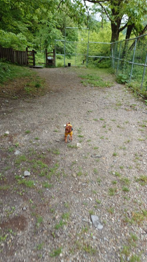 白馬岳を臨む！ 白馬森のわさび農園（オートキャンプ場併設） ファミリーキャンプ 区画サイト オートサイト まーささんのキャンプブログ CAMPiii（キャンピー） -キャンプ専用SNS キャンプのすべてがここに集まる-