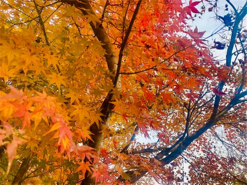 秋のエヴァ祭り？おじおばうさキャン△ in 江汐公園キャンプ場 〜 CAMP NO.166 江汐公園 ファミリーキャンプ グループキャンプ 区画サイト おじキャン△さんのキャンプブログ CAMPiii（キャンピー） -キャンプ専用SNS キャンプのすべてがここに集まる-