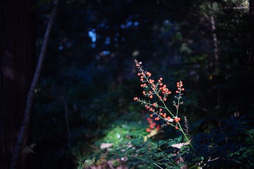【キャンプ行けてない】キャンプ場マルシェイベントへ行った記録 TINY CAMP VILLAGE 週末スナフキンさんのキャンプブログ CAMPiii（キャンピー） -キャンプ専用SNS キャンプのすべてがここに集まる-
