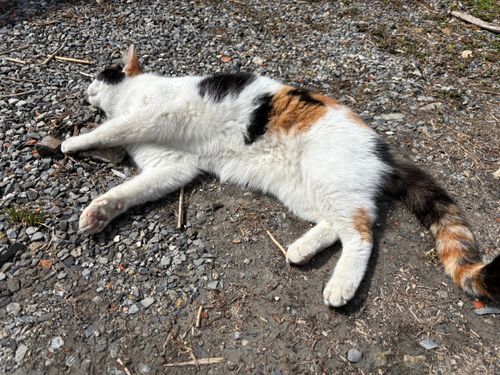 Newアイテムでぐうたらキャンプ😊 火打の森キャンプ場 ファミリーキャンプ オートサイト まつけんさんのキャンプブログ CAMPiii（キャンピー） -キャンプ専用SNS キャンプのすべてがここに集まる-