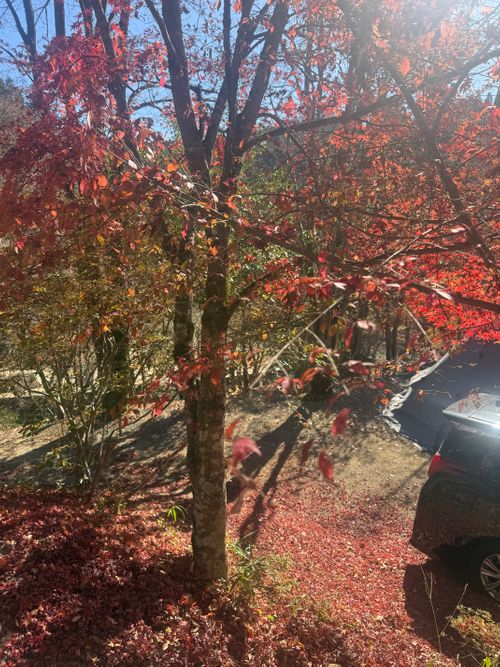 いい夫婦の日に2組でキャンプ 阿蘇レインボーバレー ファミリーキャンプ グループキャンプ 区画サイト オートサイト moreAiさんのキャンプブログ CAMPiii（キャンピー） -キャンプ専用SNS キャンプのすべてがここに集まる-