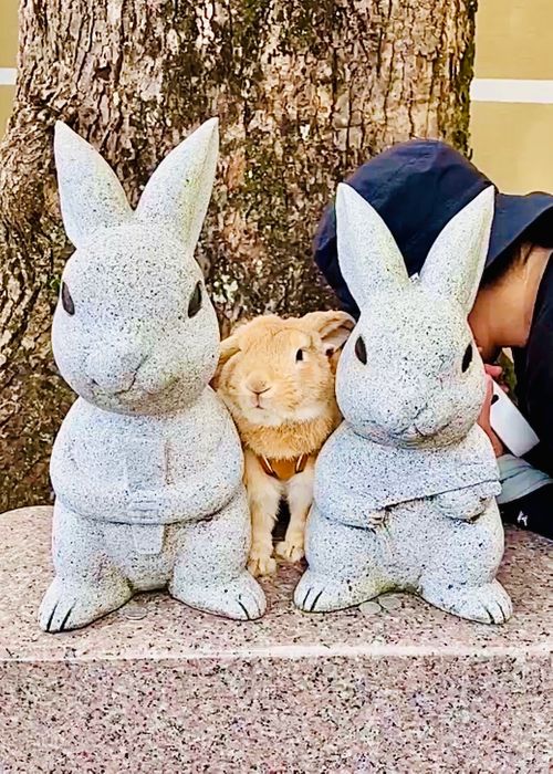 神在月に神の遣い《きなこ》と一緒に…出雲参拝おじおばうさキャン△ in 夢の森うさぎキャンプ場 〜 CAMP NO. うさぎ森林公園 夢の森うさぎ ファミリーキャンプ グループキャンプ 区画サイト おじキャン△さんのキャンプブログ CAMPiii(キャンピー) -キャンプ専用SNS キャンプのすべてがここに集まる-