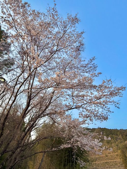 2026花見camping🌸🌸 ファミリーキャンプ フリーサイト tatecampさんのキャンプブログ CAMPiii（キャンピー） -キャンプ専用SNS キャンプのすべてがここに集まる-