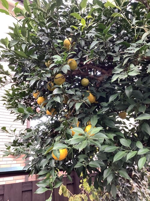 Vol.106 25/NO.25 坂戸にお肉焼きに行く‼️ 坂戸市 ソロキャンプ フリーサイト 🔥焚き火🔥さんのキャンプブログ CAMPiii(キャンピー) -キャンプ専用SNS キャンプのすべてがここに集まる-