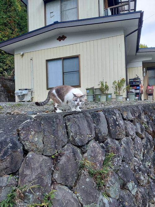 酔っぱらって夜なにしてたのかよくわからないキャンプ⛺ One and…Nanmoku Another BASE ソロキャンプ 区画サイト ひろ16さんのキャンプブログ CAMPiii（キャンピー） -キャンプ専用SNS キャンプのすべてがここに集まる-