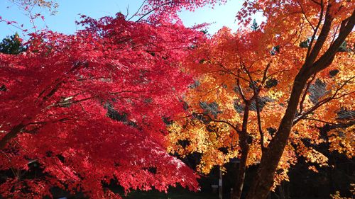 CAMPiii(キャンピー) まーささんのキャンプブログ 紅葉狩り 日光・まなかの森 キャンプ&スパリゾート