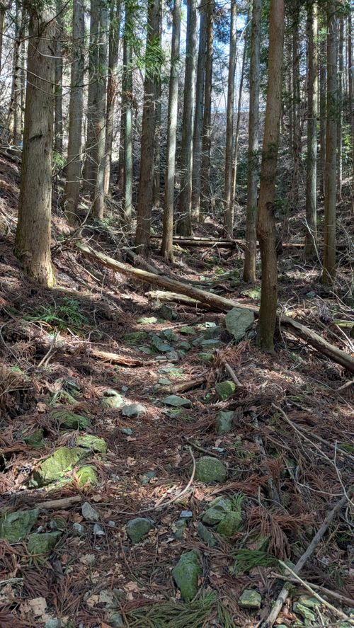 Bカップぐらいが良い 秩父市 ソロキャンプ グループキャンプ 区画サイト オートサイト IZUIZUさんのキャンプブログ CAMPiii（キャンピー） -キャンプ専用SNS キャンプのすべてがここに集まる-