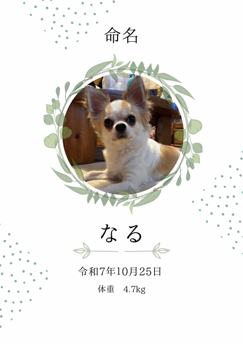 なるさんデビュー ファミリーキャンプ 区画サイト なるパパさんのキャンプブログ CAMPiii（キャンピー） -キャンプ専用SNS キャンプのすべてがここに集まる-